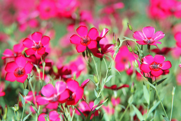 red flowers