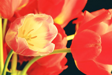 red tulip