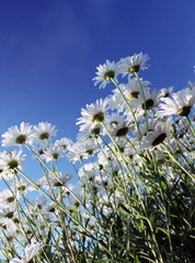 camomiles on a background of the sky
