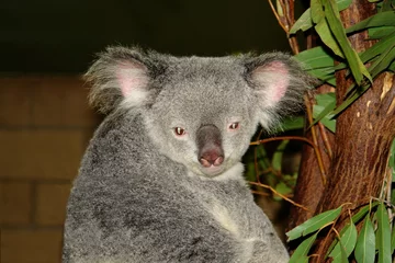 Rideaux tamisants Koala koala