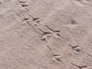 traces dans le sable