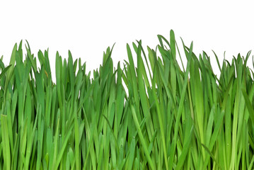Fototapeta na wymiar isolated green grass, with clipping path