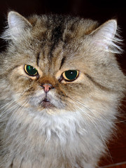 persian cat