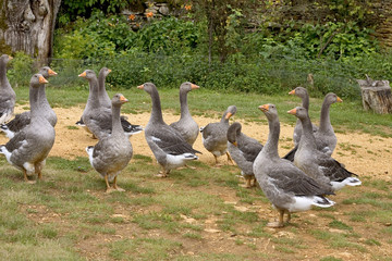 geese in dordogne, france