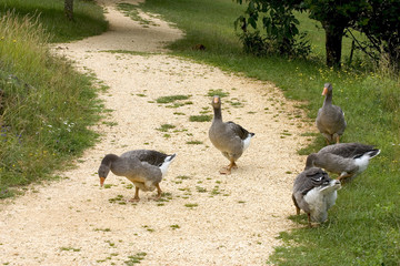 geese in dordogne, france