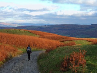 Obraz premium walking through bracken