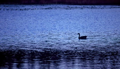 lone swan