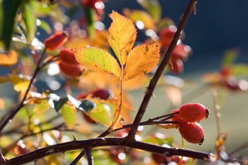 Fruits d'aubépine.