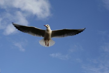 seagulls