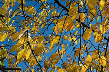 yellow leaves & blue sky