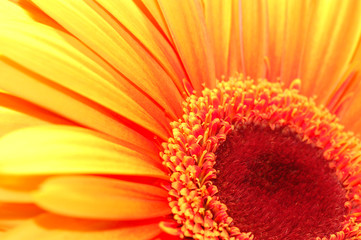 orange daisy