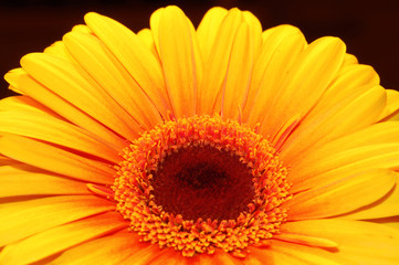 orange daisy