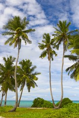Fototapeta premium seascape view with palmtree