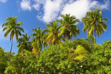 tropical forest on the island in indian ocean
