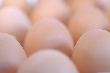egg15