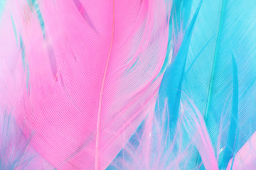 Fototapeta na wymiar colorful feather