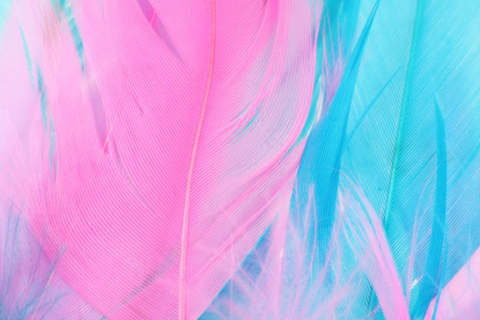 colorful feather