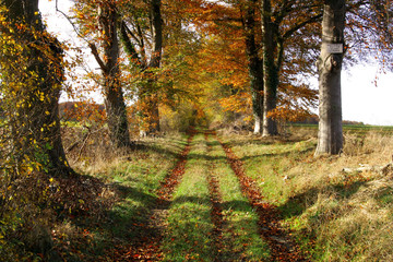 chemin automne