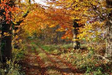 forêt automne