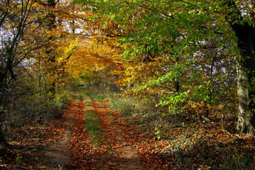 chemin sous bois