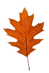 herbst