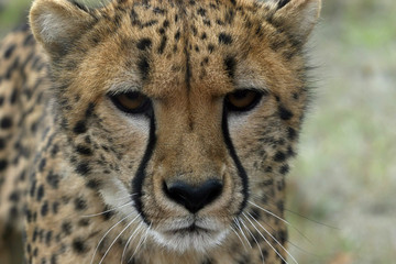 cheetah