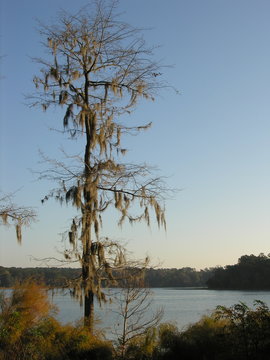 tree at lake