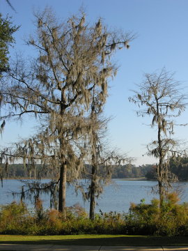 dead tree at lake