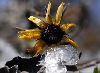 frozen flower