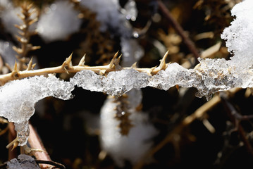 frozen thorns - melting menace