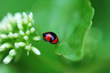 Fototapeta premium ladybird and white flowers
