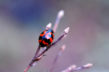 ladybird on top of dry stalk