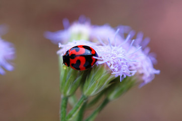 ladybird and purple floret