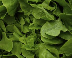 lettuce at a small french market in normandy