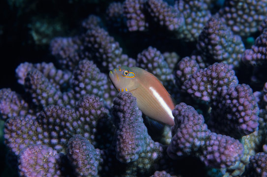 arc eye hawkfish