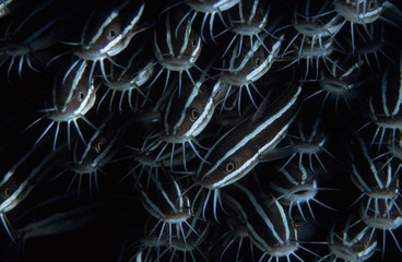 Fototapeta premium catfish eels