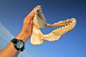 shark jaw in the hand