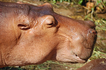 hippo