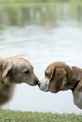 pet dog