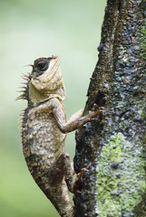 lizard