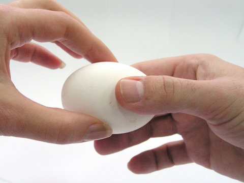 hands   egg
