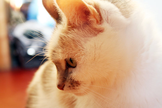 cat