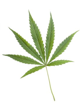 marijuana
