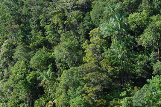 Fototapeta jungle canopy