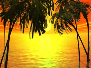 palm and sunset