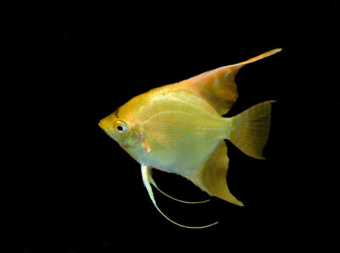 goldskalar