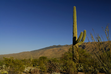 saguaro cactus