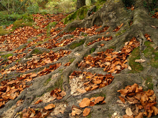 bosque de urbasa en otoño, navarra
