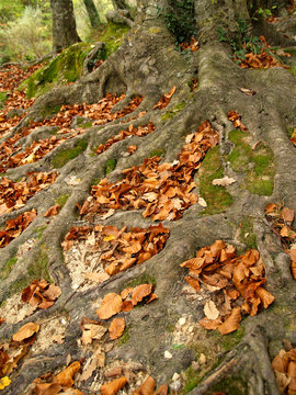 bosque de urbasa en otoño, navarra
