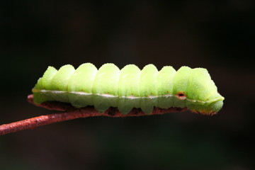 green caterpillar